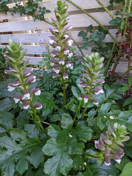 花芽付き♪大株 アカンサスモリス 大苗 宿根草