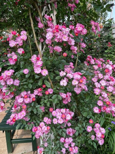 薔薇苗 イエスタデイ 小花 房咲き つるバラ ポット苗