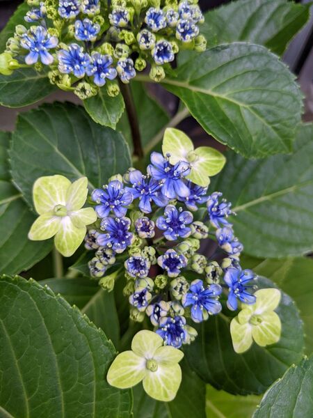大島緑花 アジサイ 苗(小) 紫陽花苗