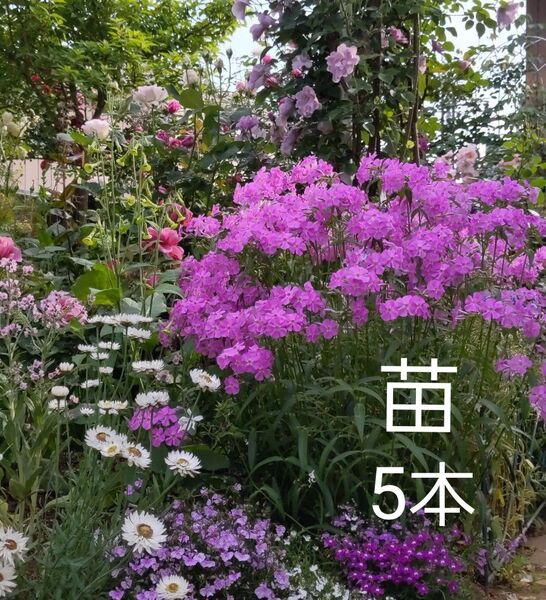 フロックス 苗 5本ほど ネコポス箱 宿根草 ピンク