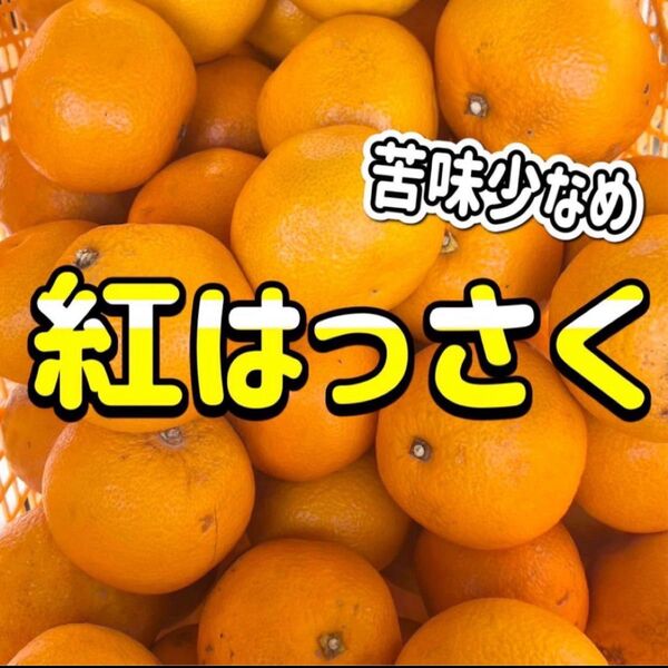 紅八朔 低農薬 約2キロ ご家庭用 美品
