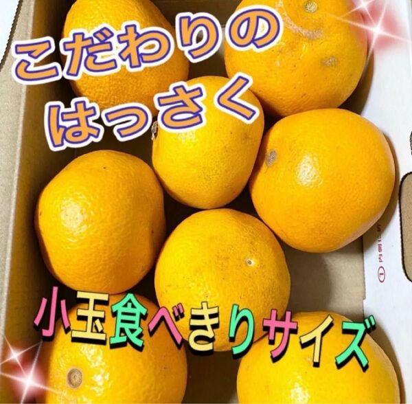 八朔 低農薬 苦味少ない サイズ混合 約1キロ