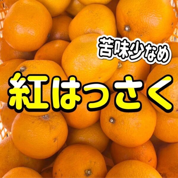 紅八朔 低農薬 約1キロ ご家庭用 美品