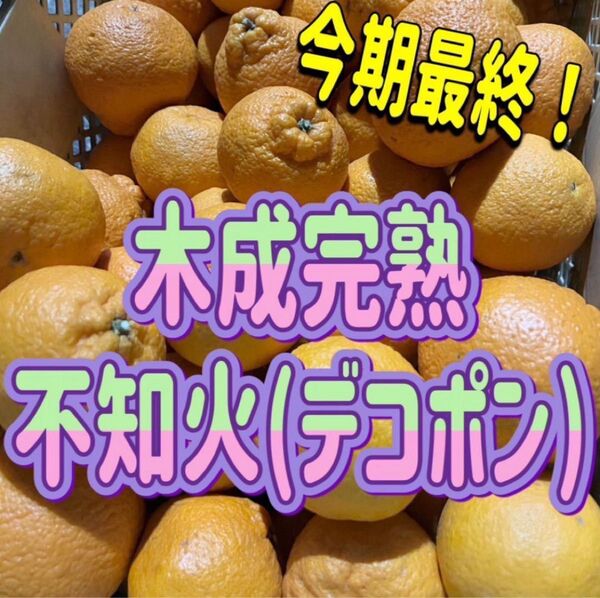 デコポン 不知火 ご家庭用 約2キロ サイズ混合 美品