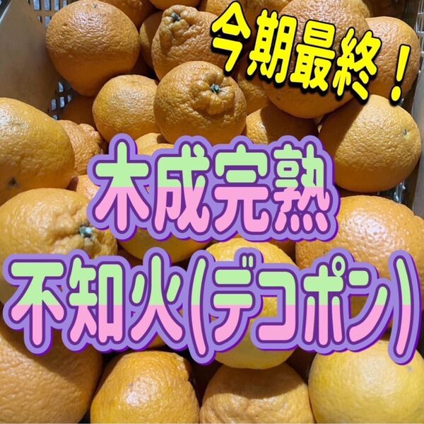 デコポン 不知火 秀品分 約1キロ サイズ混合 美品
