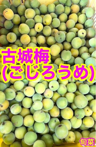 青梅 古城梅[低農薬 約1kg ご家庭用】