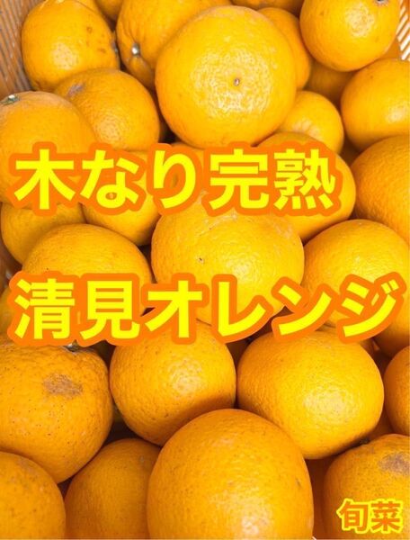 木成完熟 清見オレンジ ご家庭用 約2kg