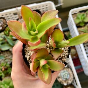 火祭り カット苗 多肉植物