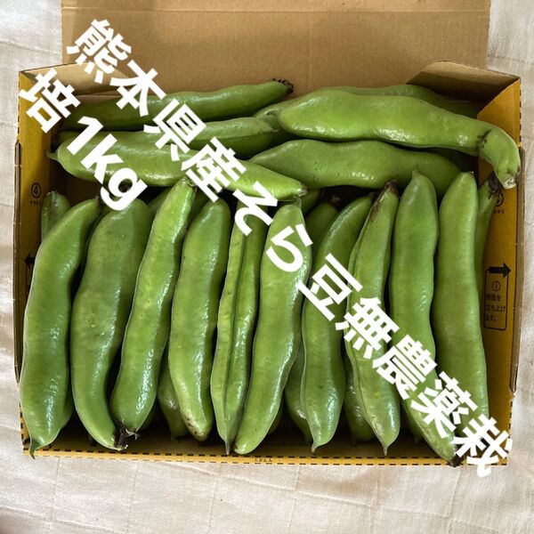 【特価】熊本県産そら豆無農薬栽培 1kg おまけ有