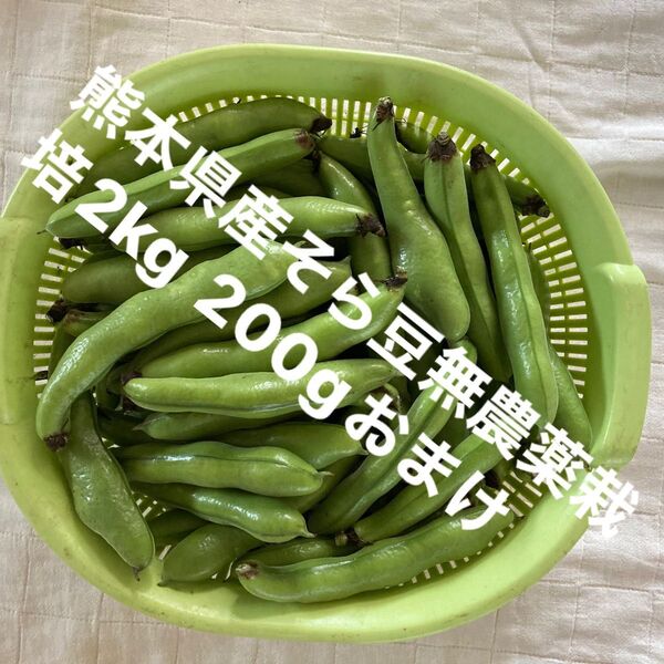 【特価】熊本県産そら豆無農薬栽培2kg おまけ200gとりたて