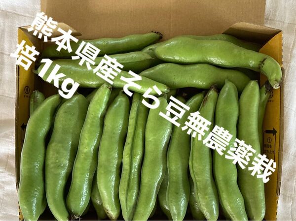 【特価】熊本県産そら豆1kg無農薬栽培 おまけ200gとりたて