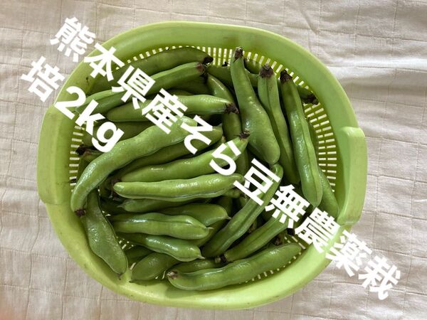 【特価】熊本県産そら豆無農薬栽培 2kg おまけ有