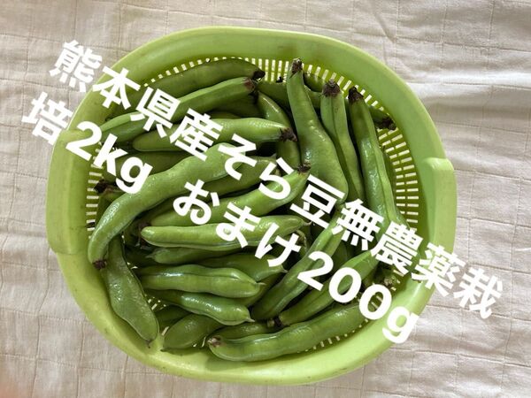 【特価】熊本県産そら豆2kg無農薬栽培 おまけ200g とりたて