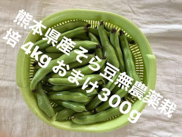 【特価】熊本県産そら豆4kg無農薬栽培 おまけ300g とりたて