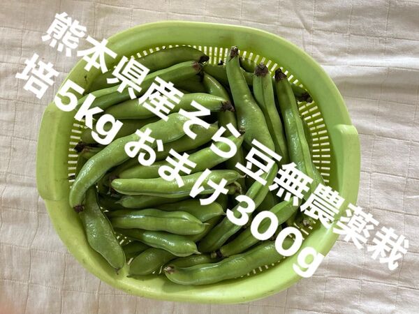 【特価】熊本県産そら豆5kg無農薬栽培 おまけ300g