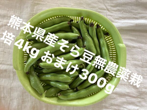 【特価】熊本県産そら豆4kg無農薬栽培 おまけ300g