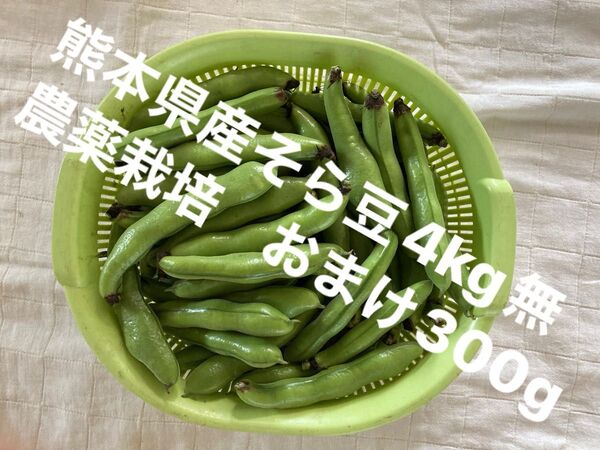 【特価】熊本県産そら豆4kg無農薬栽培 おまけ300g