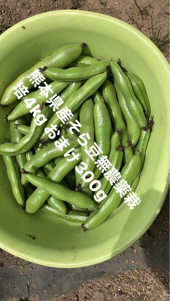 【特価】熊本県産そら豆4kg無農薬栽培 おまけ300g