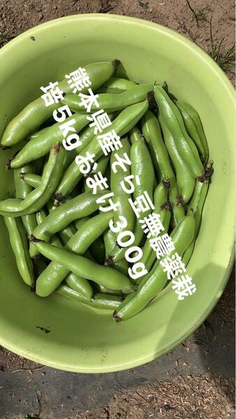 【特価】熊本県産そら豆無農薬栽培5kg おまけ300g