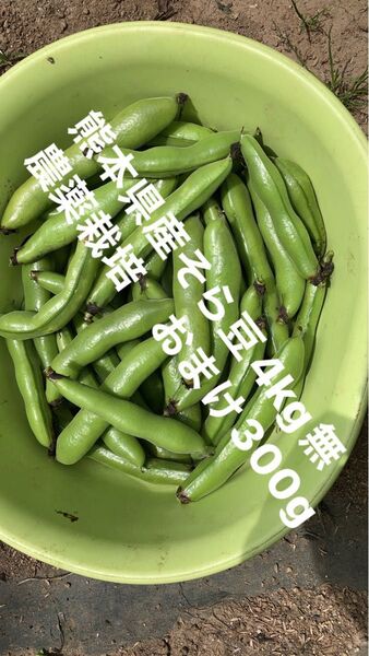 【特価】熊本県産そら豆4kg無農薬栽培 おまけ300g