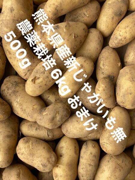 【特価】熊本県産じゃがいも6kg無農薬栽培 おまけ500g