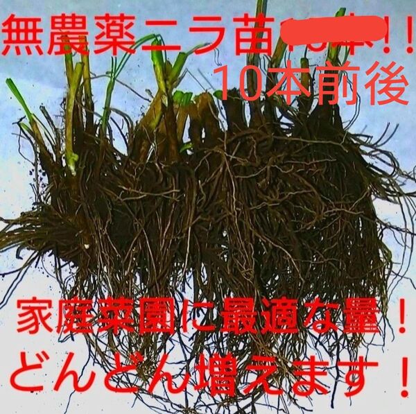 ニラ 苗 10本前後 無農薬