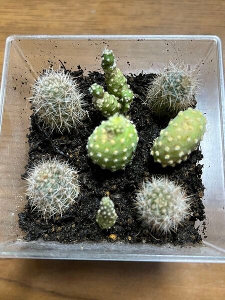 サボテンセット