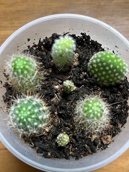 サボテンセット