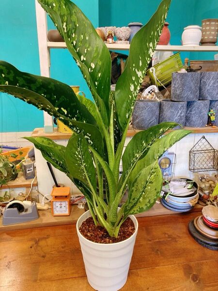ディフェンバキア ドラゴンスケール Dieffenbachia ‘Dragon Scale’ 希少品種