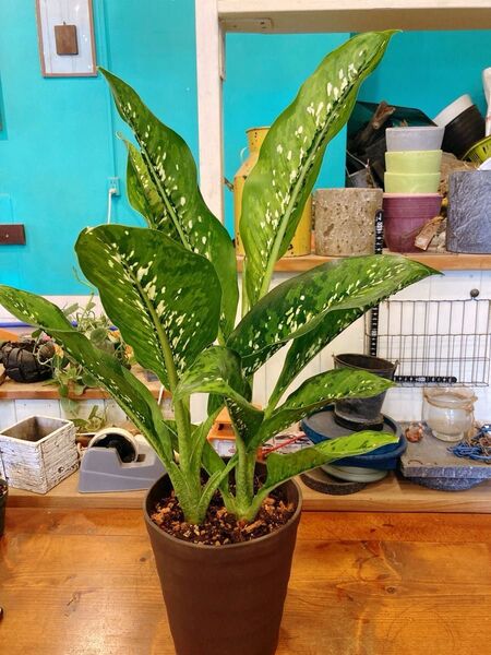 ディフェンバキア ドラゴンスケール Dieffenbachia ‘Dragon Scale’ 希少品種