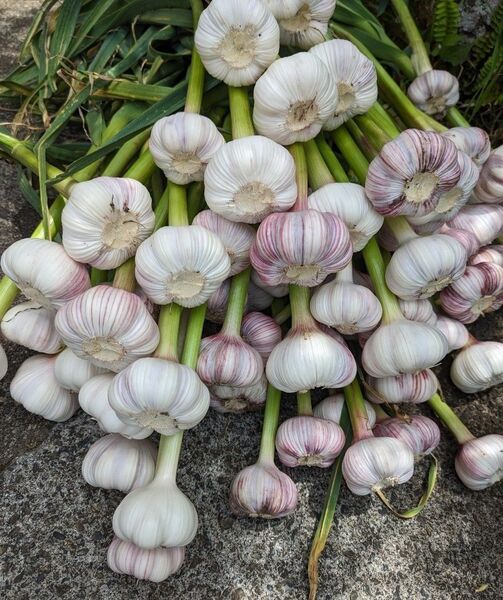 和歌山県串本町産 生にんにく 新にんにく (大・中・小ミックス約1キロ)