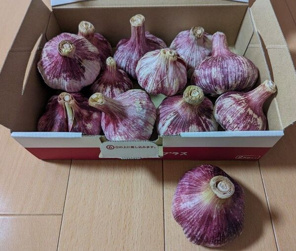 ②和歌山県串本町産 にんにく 新ニンニク 約1キロ+1個(おまけ付き) 無農薬