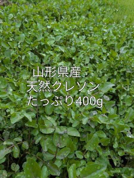 山形県産 クレソン たっぷり400g 新鮮野菜