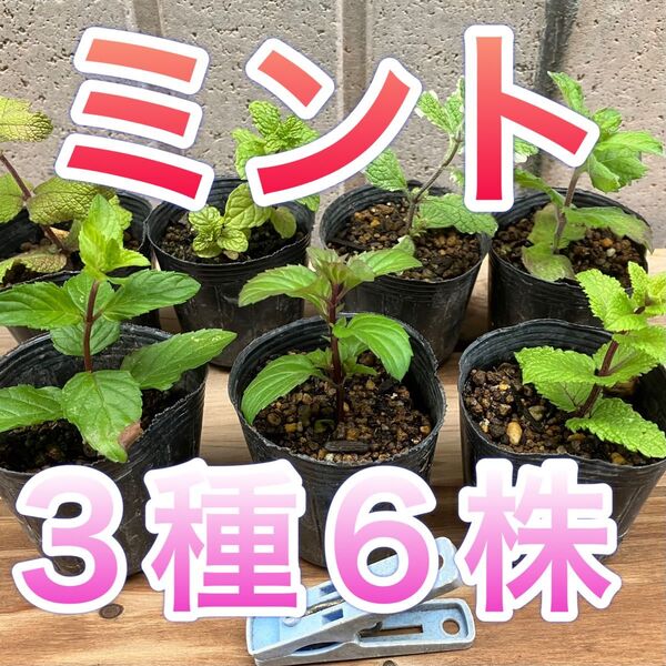 ★ミント3種 6株 ハーブ グランドカバー 虫除け 防虫 カメムシ 無農薬 苗 果物 アップル メントール ハッカ