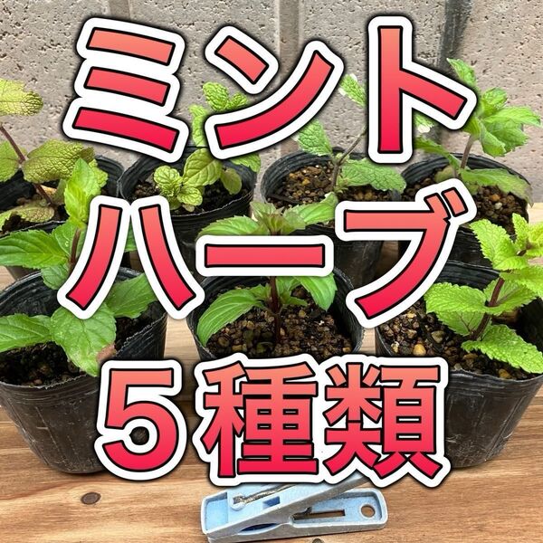 【5種セット】 ミント ハーブ 苗 無農薬 果物 アップル グランドカバー 防虫 メントール ハッカ 虫除け カメムシ アリ