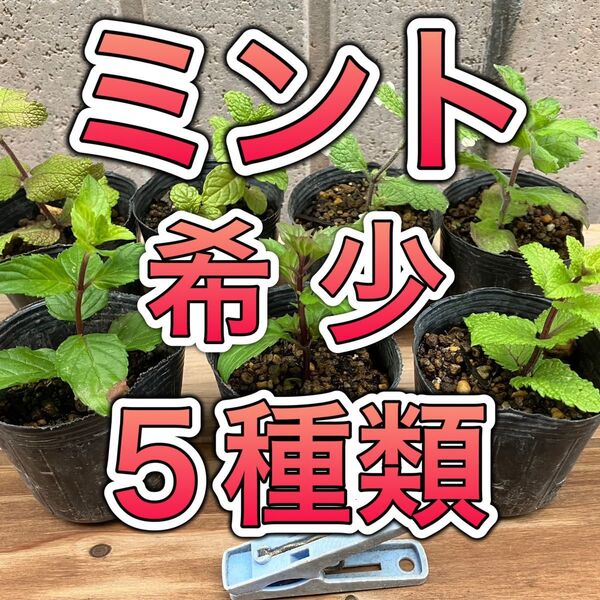 【5種希少セット】 ミント ハーブ 苗 無農薬 果物 アップル グランドカバー 防虫 メントール ハッカ 虫除け カメムシ アリ
