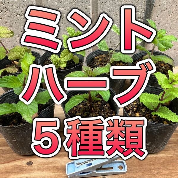 【5種セット】 ミント ハーブ 苗 無農薬 果物 アップル グランドカバー 防虫 メントール ハッカ 虫除け カメムシ アリ