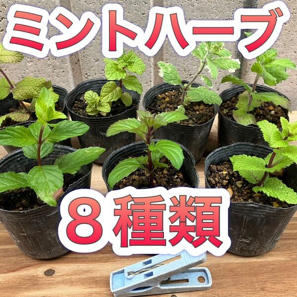 【8種セット】 ミント ハーブ 苗 無農薬 果物 アップル グランドカバー 防虫 メントール ハッカ 虫除け カメムシ アリ