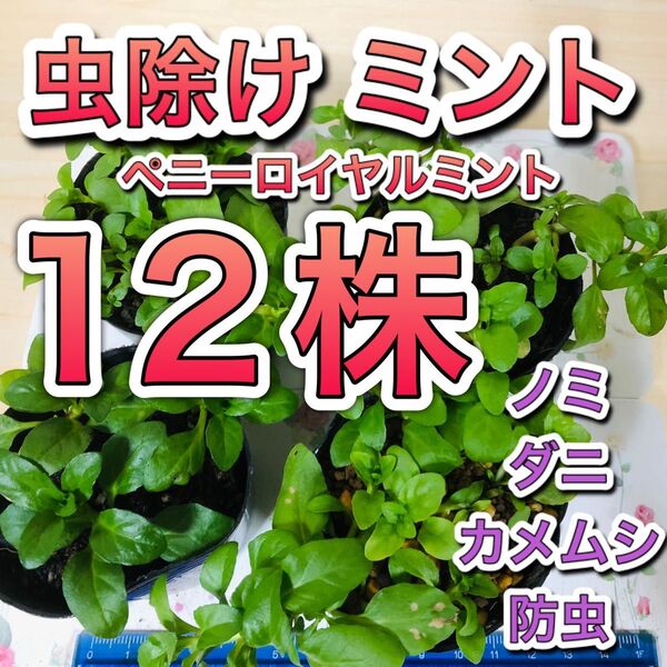 12株 ペニーロイヤルミント 苗 根付 グランドカバー ミント ハーブ 虫除け カメムシ ダニ アリ ノミ 防虫 無農薬 成長株