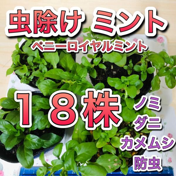18株 ペニーロイヤルミント 苗 根付 グランドカバー ミント ハーブ 虫除け カメムシ ダニ アリ ノミ 防虫 無農薬 成長株