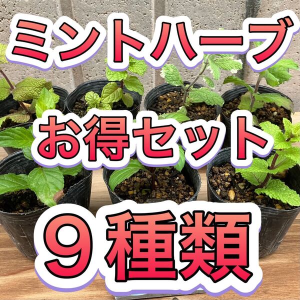 お薦め9種 ミント ハーブ 苗 無農薬 果物 アップル グランドカバー 防虫 メントール ハッカ 虫除け カメムシ アリ