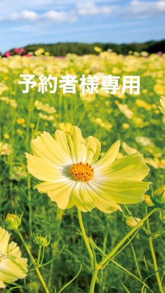 チェビトッ