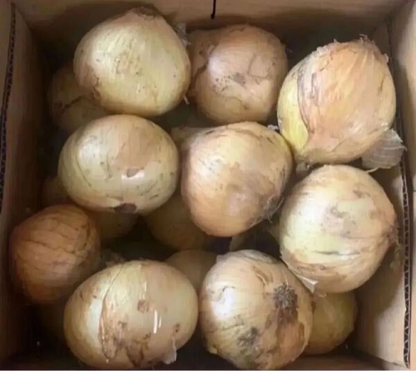 佐賀県産 玉葱 5kg