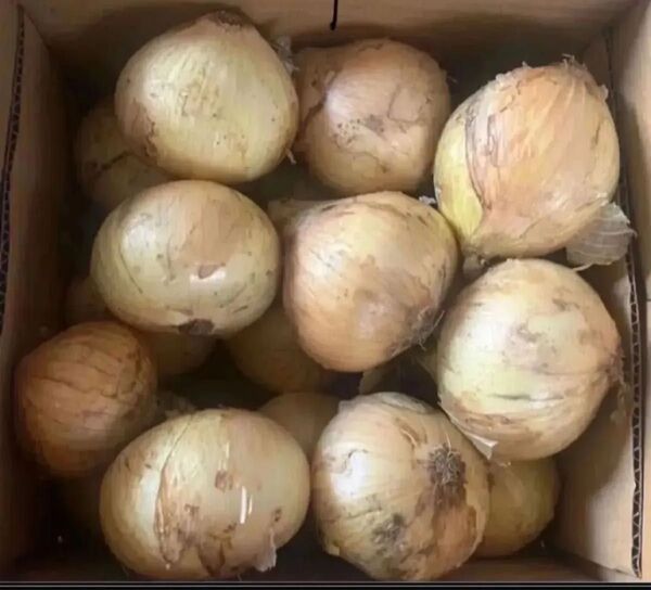 佐賀県産 新玉葱 5kg