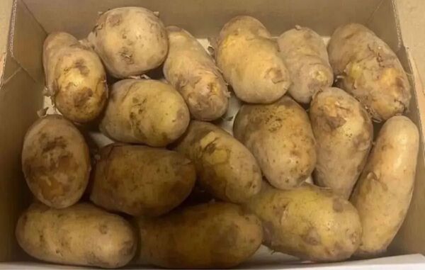 鹿児島県産 新メークイン1. 4kg