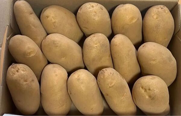熊本県産 新メークイン1. 4kg