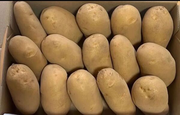 熊本県産 新メークイン1. 4kg