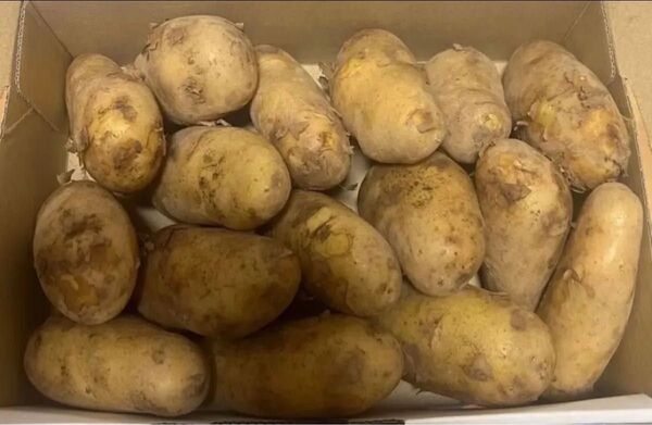 鹿児島県産 新メークイン1. 4kg(