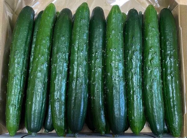 15千葉県産 胡瓜 1.5kg