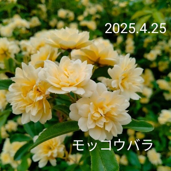 モッコウバラの挿し穂 11本